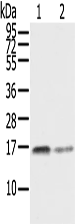 RRAS Rabbit Polyclonal Antibody - image 1