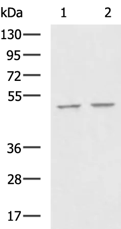 LXR beta (NR1H2) Rabbit Polyclonal Antibody - image 1