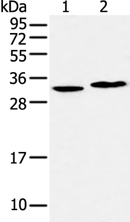 Cyclin H (CCNH) Rabbit Polyclonal Antibody - image 1