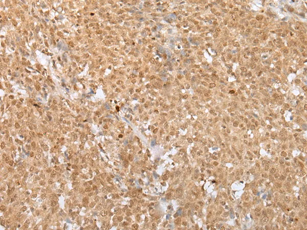 MAFA Rabbit Polyclonal Antibody - image 1