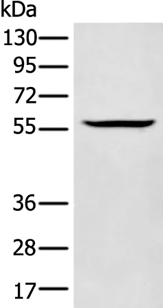 M-CSF (CSF1) Rabbit Polyclonal Antibody - image 1