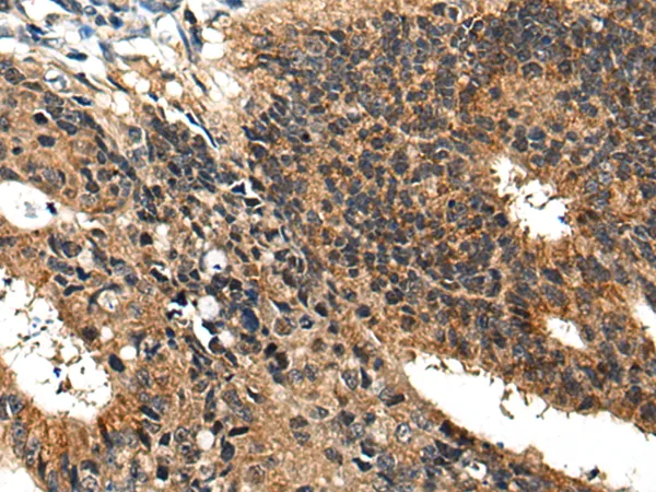 BMPER Rabbit Polyclonal Antibody - image 1