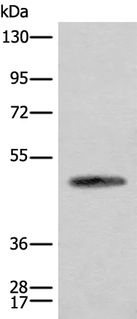 Cell adhesion molecule 2 (CADM2) Rabbit Polyclonal Antibody - image 1