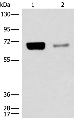 CoREST (RCOR1) Rabbit Polyclonal Antibody - image 1