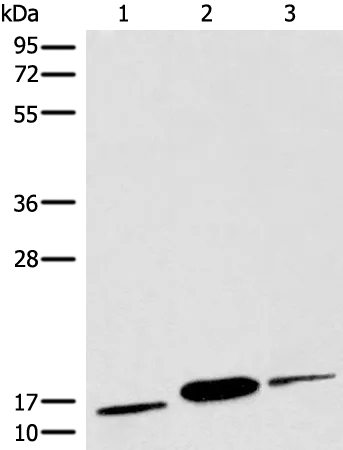 COX6A2 Rabbit Polyclonal Antibody - image 1