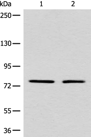 MARK2 Rabbit Polyclonal Antibody - image 1