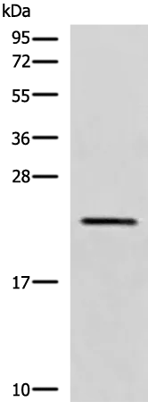 CREG1 Rabbit Polyclonal Antibody - image 1