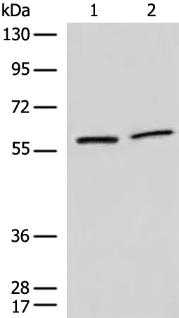 DMAP1 Rabbit Polyclonal Antibody - image 1