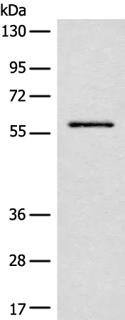 ENO4 Rabbit Polyclonal Antibody - image 1