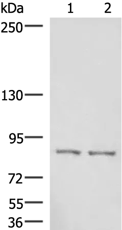 HOOK3 Rabbit Polyclonal Antibody - image 1