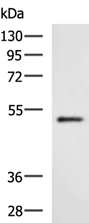 HTRA2 Rabbit Polyclonal Antibody - image 1