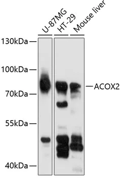 ACOX2 Rabbit Polyclonal Antibody - image 1
