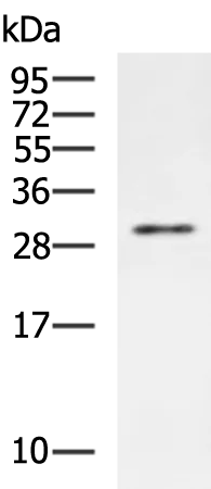 FGF2 Rabbit Polyclonal Antibody - image 1