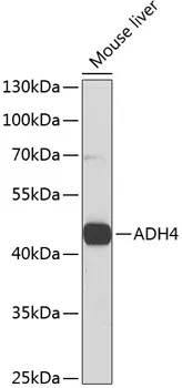 ADH4 Rabbit Polyclonal Antibody - image 1