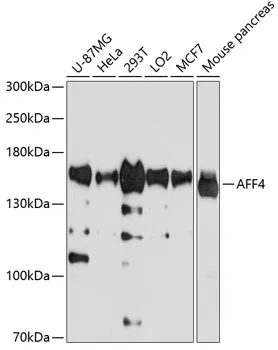 AFF4 Rabbit Polyclonal Antibody - image 1