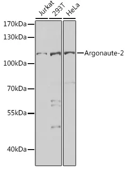 Argonaute 2 (AGO2) Rabbit Polyclonal Antibody - image 1