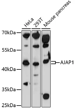 AJAP1 Rabbit Polyclonal Antibody - image 1