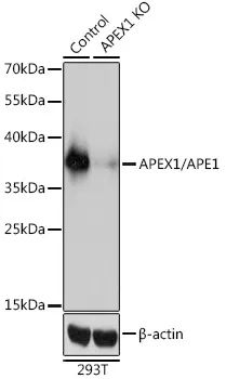 APE1 (APEX1) Rabbit Polyclonal Antibody - image 1