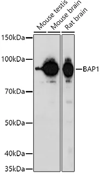 BAP1 Rabbit Polyclonal Antibody - image 1