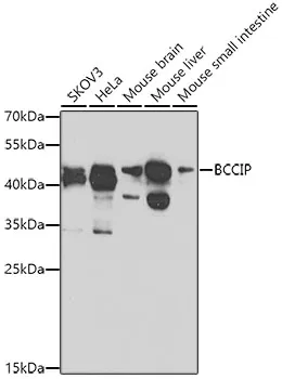 BCCIP Rabbit Polyclonal Antibody - image 1