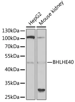 SHARP2 (BHLHE40) Rabbit Polyclonal Antibody - image 1