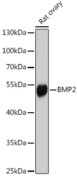 BMP2 Rabbit Polyclonal Antibody - image 1