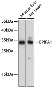 Plunc (BPIFA1) Rabbit Polyclonal Antibody - image 1