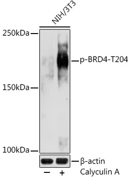 BRD4 Rabbit Polyclonal Antibody - image 1