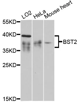 BST2 Rabbit Polyclonal Antibody - image 1