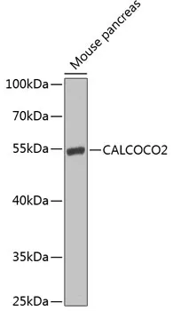 CALCOCO2 Rabbit Polyclonal Antibody - image 1