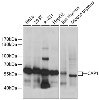 CAP1 Rabbit Polyclonal Antibody - image 1