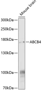 ABCB4 Rabbit Polyclonal Antibody - image 1