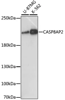 FLASH (CASP8AP2) Rabbit Polyclonal Antibody - image 1