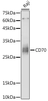CD70 Rabbit Polyclonal Antibody - image 1