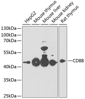 CD8B Rabbit Polyclonal Antibody - image 1