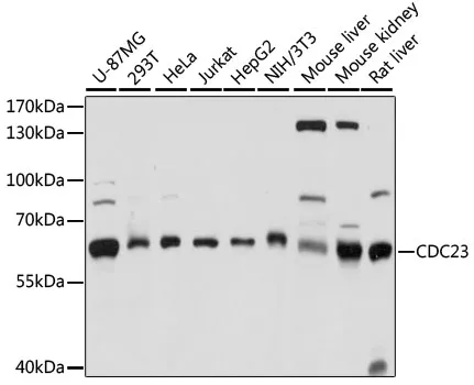 CDC23 Rabbit Polyclonal Antibody - image 1
