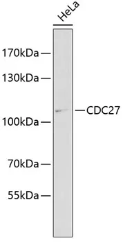 CDC27 Rabbit Polyclonal Antibody - image 1