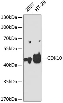 CDK10 Rabbit Polyclonal Antibody - image 1