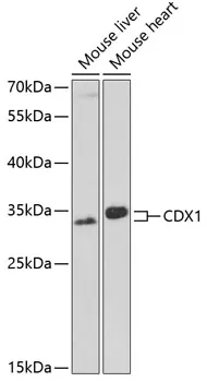 CDX1 Rabbit Polyclonal Antibody - image 1