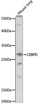 CEBPD Rabbit Polyclonal Antibody - image 1