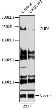 CHD1 Rabbit Polyclonal Antibody - image 1