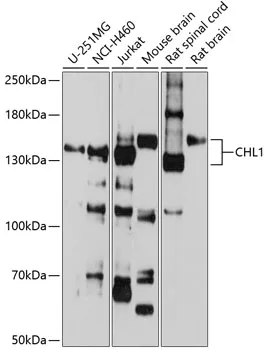 CHL1 Rabbit Polyclonal Antibody - image 1