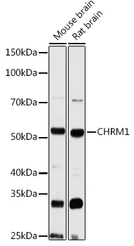 CHRM1 Rabbit Polyclonal Antibody - image 1