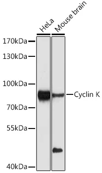 CCNK Rabbit Polyclonal Antibody - image 1