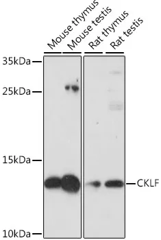 CKLF Rabbit Polyclonal Antibody - image 1