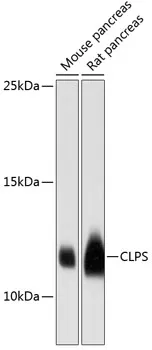 CLPS Rabbit Polyclonal Antibody - image 1