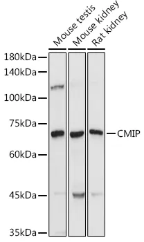 CMIP Rabbit Polyclonal Antibody - image 1