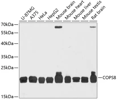 COPS8 Rabbit Polyclonal Antibody - image 1
