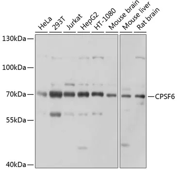 CPSF6 Rabbit Polyclonal Antibody - image 1