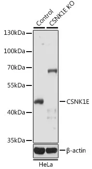 CK1 epsilon (CSNK1E) Rabbit Polyclonal Antibody - image 1